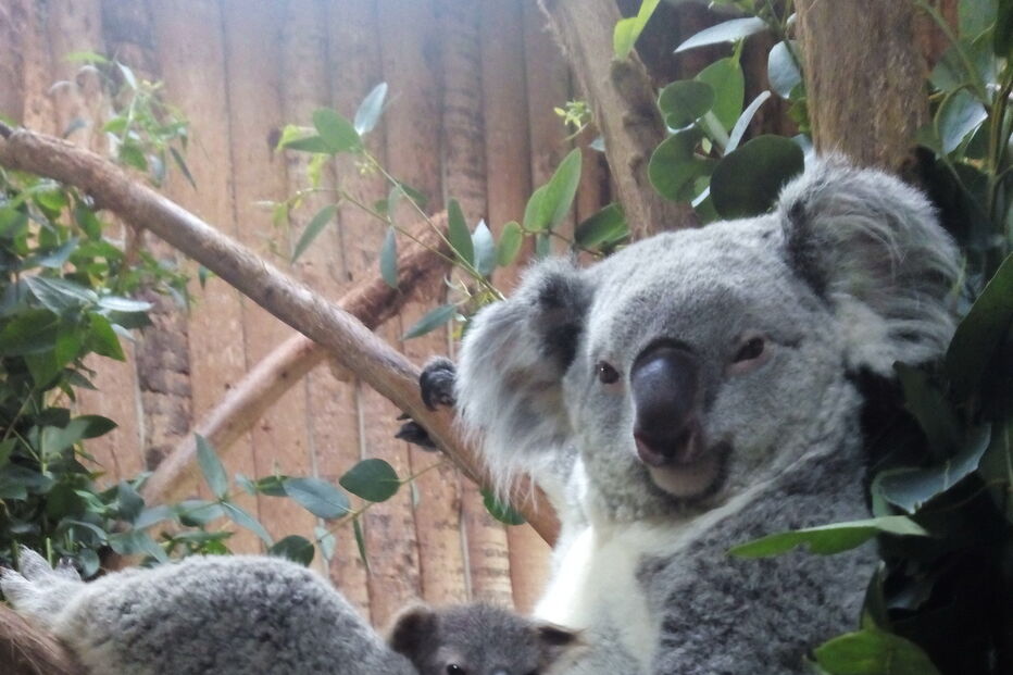 Coala bebé é a nova habitante do Jardim Zoológico de Lisboa