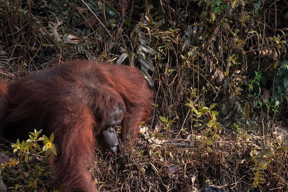 Orangotango estende a mão para ajudar trabalhador que estava em rio