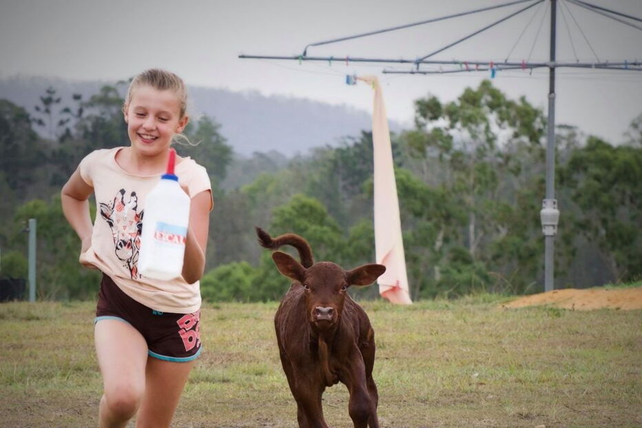 Buddy, o bezerro que acha que é um cão depois de ser criado por pastores alemães