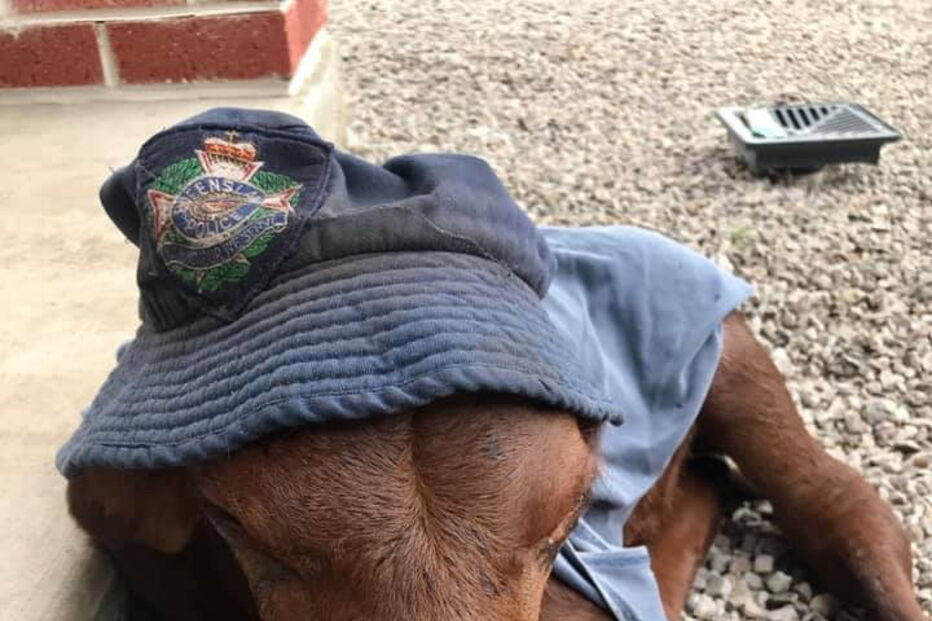 Buddy, o bezerro que acha que é um cão depois de ser criado por pastores alemães