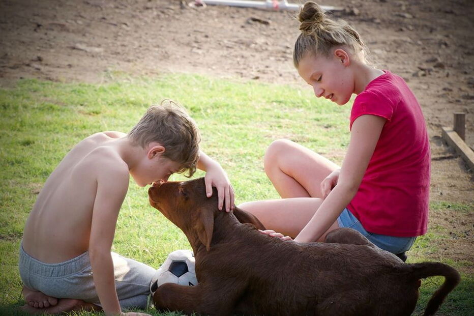 Buddy, o bezerro que acha que é um cão depois de ser criado por pastores alemães