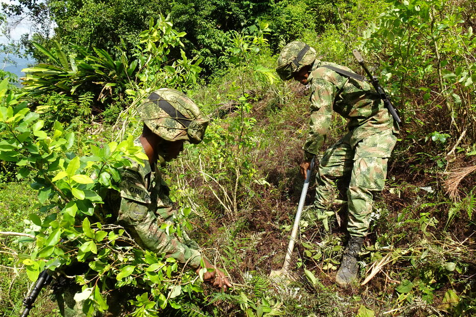 Colômbia quer destruir 130 mil hectares de plantações de coca