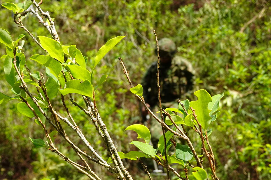 Colômbia quer destruir 130 mil hectares de plantações de coca