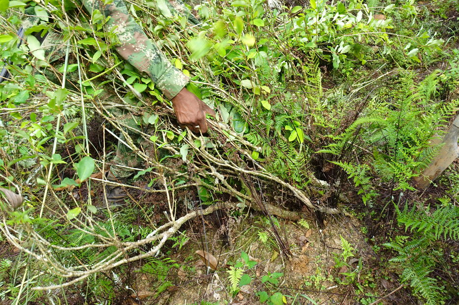 Colômbia quer destruir 130 mil hectares de plantações de coca