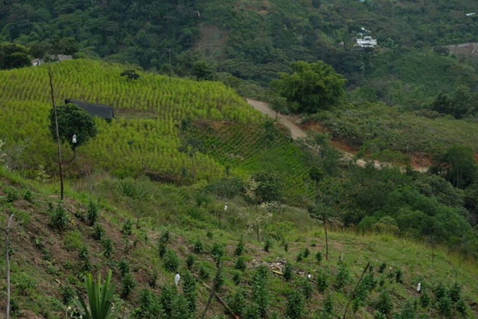 Colômbia quer destruir 130 mil hectares de plantações de coca