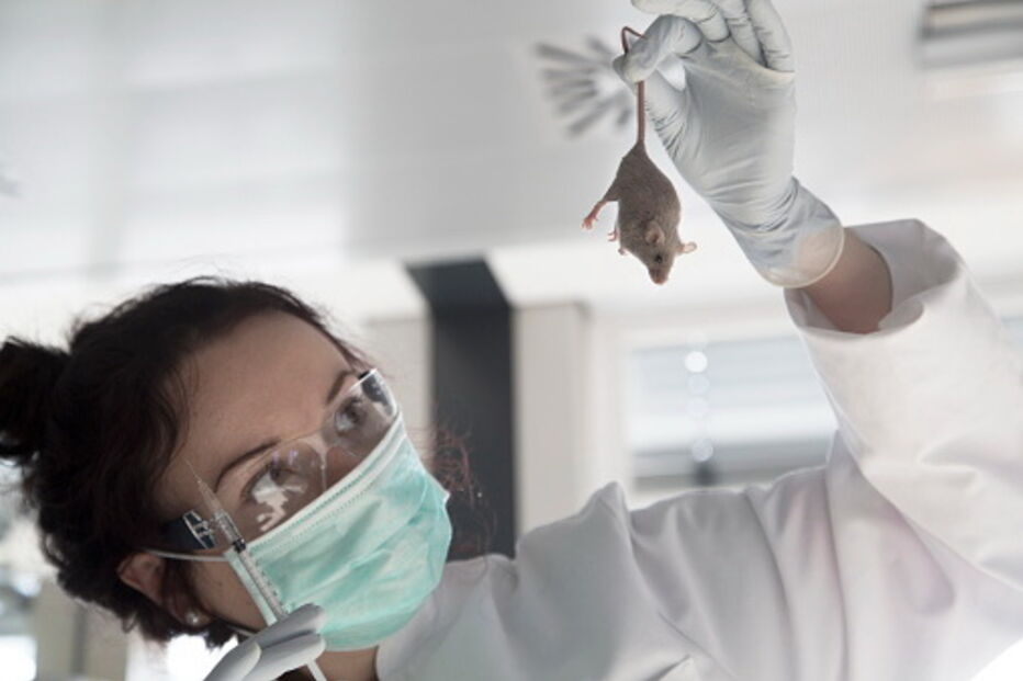 Rato de laboratório