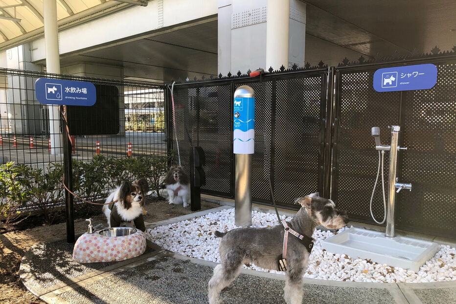 Aeroporto japonês cria casa de banho especial para cães 