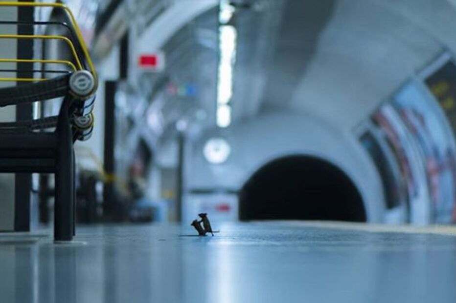 Dois ratos a lutar numa estação de metro em Londres: a foto coroada com o prémio Wildlife