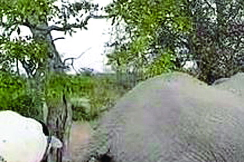 Elefante com comichão assusta turistas