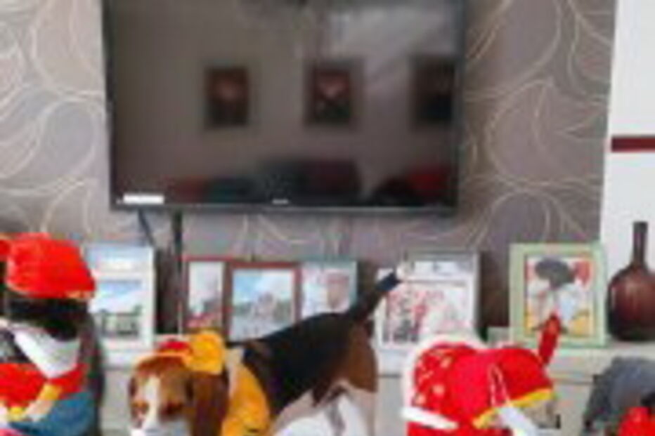 Animais na China já utilizam máscaras para não serem contaminados com coronavírus