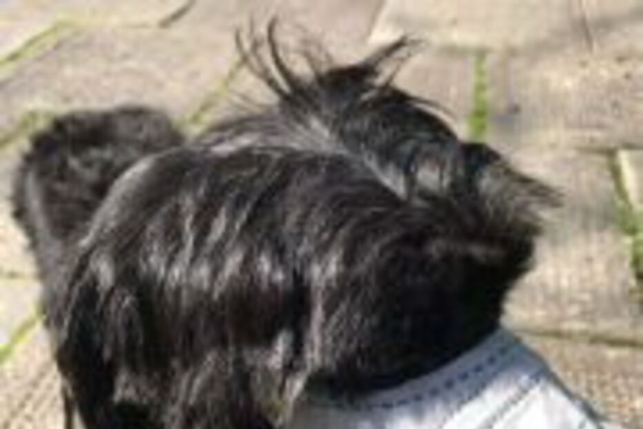 Animais na China já utilizam máscaras para não serem contaminados com coronavírus