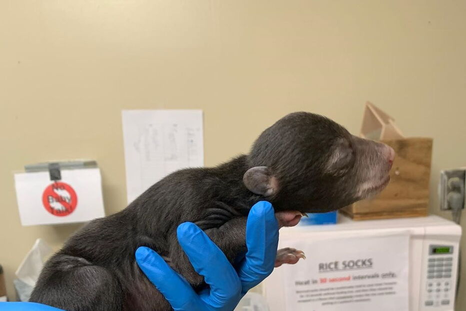 Cão surpreende donos ao levar cria de urso para casa