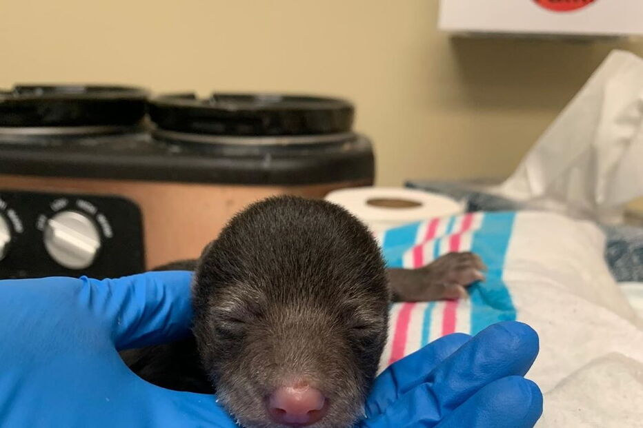 Cão surpreende donos ao levar cria de urso para casa