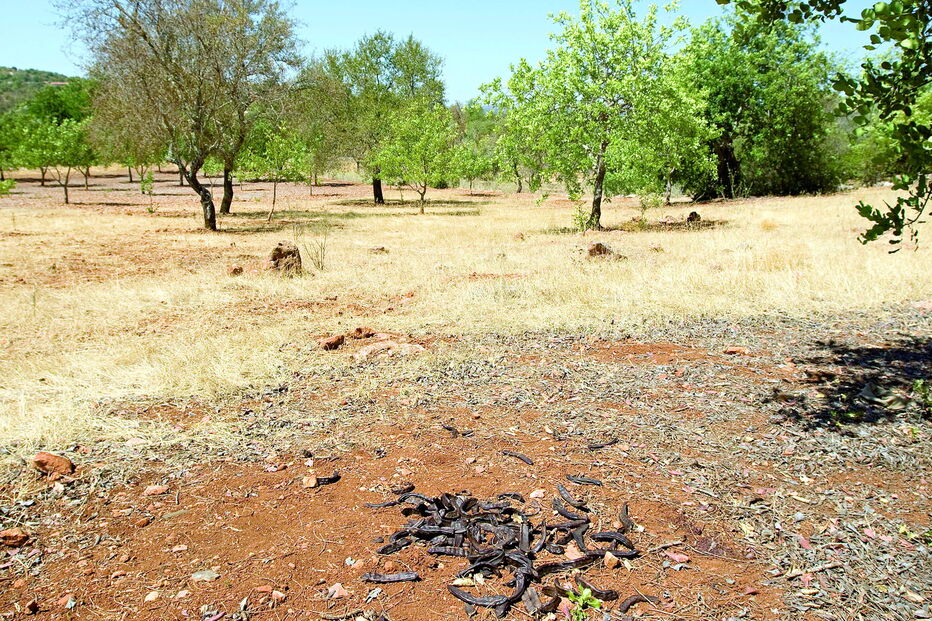 Furtos de alfarrobas afetaram três dezenas de produtores de Paderne 