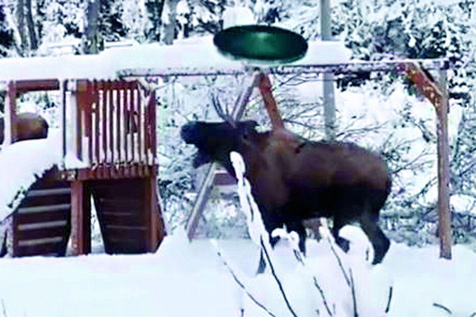 Alce apanhado a lutar com baloiço nos EUA