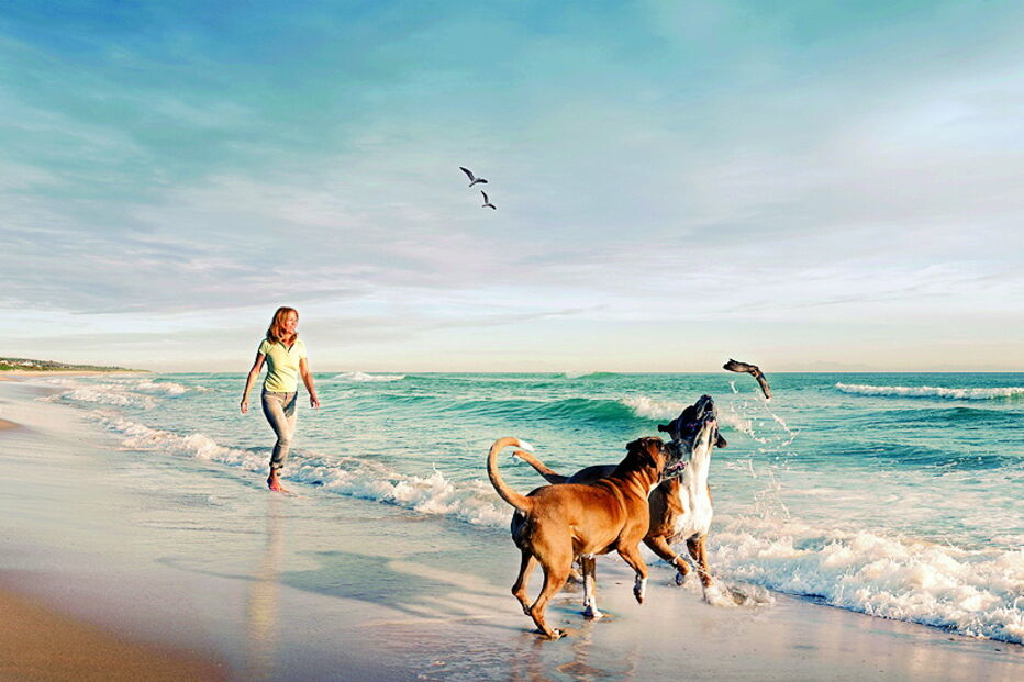 Animais de estimação