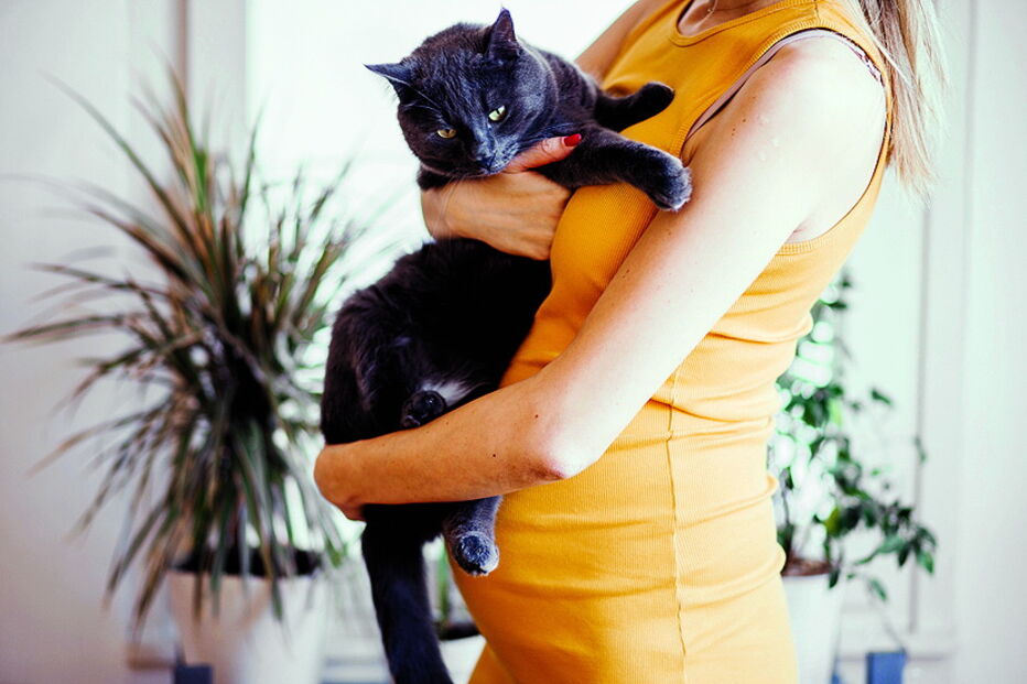 Animais de estimação