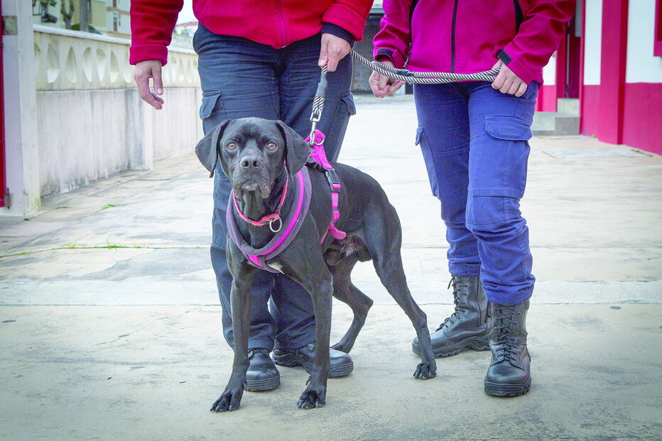 Fagulha tem cinco anos