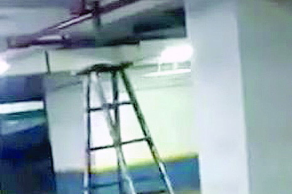 Escadote ‘anda’ sozinho na Índia