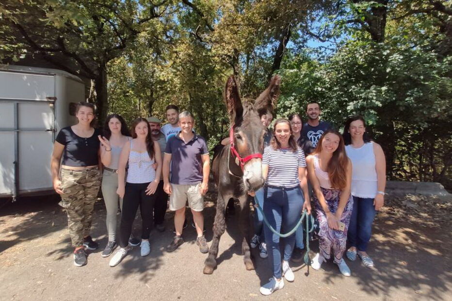 Investigadores apuram técnica de inseminação artificial para preservar Burro de Miranda