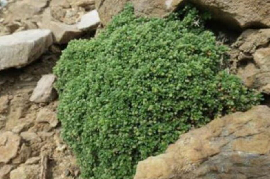 Descoberta espécie de planta nunca antes vista na Pensínsula Ibérica