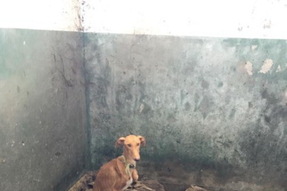 2020-02-20_16_07_58 GNR Portalegre  -   Apreensão.jpg