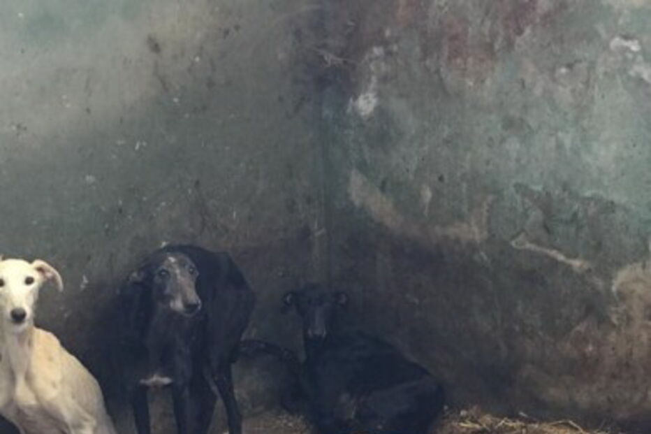 2020-02-20_16_07_59 GNR Portalegre -   Apreensão.jpg