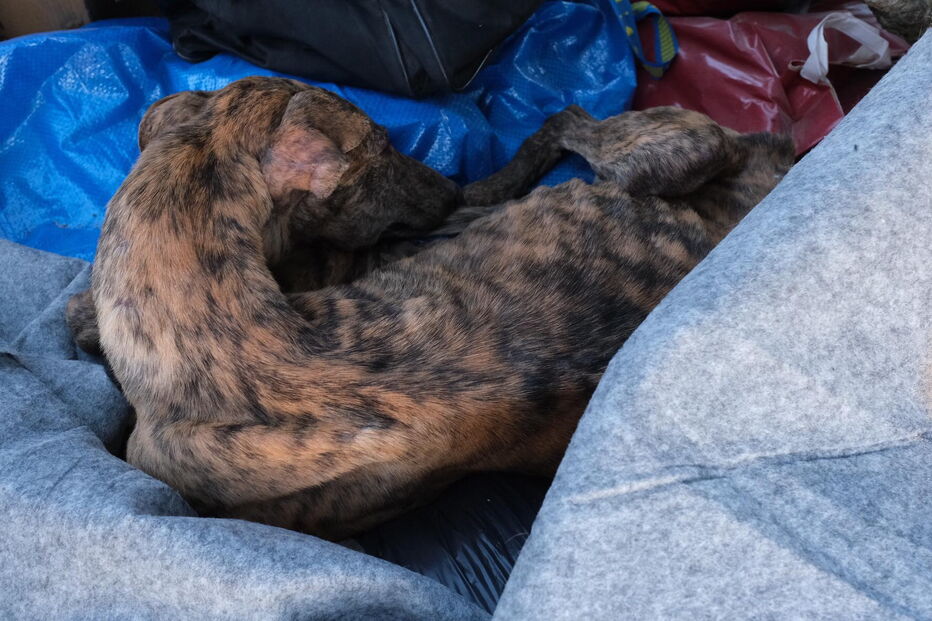Reveladas fotos dos cães subnutridos do toureiro João Moura.