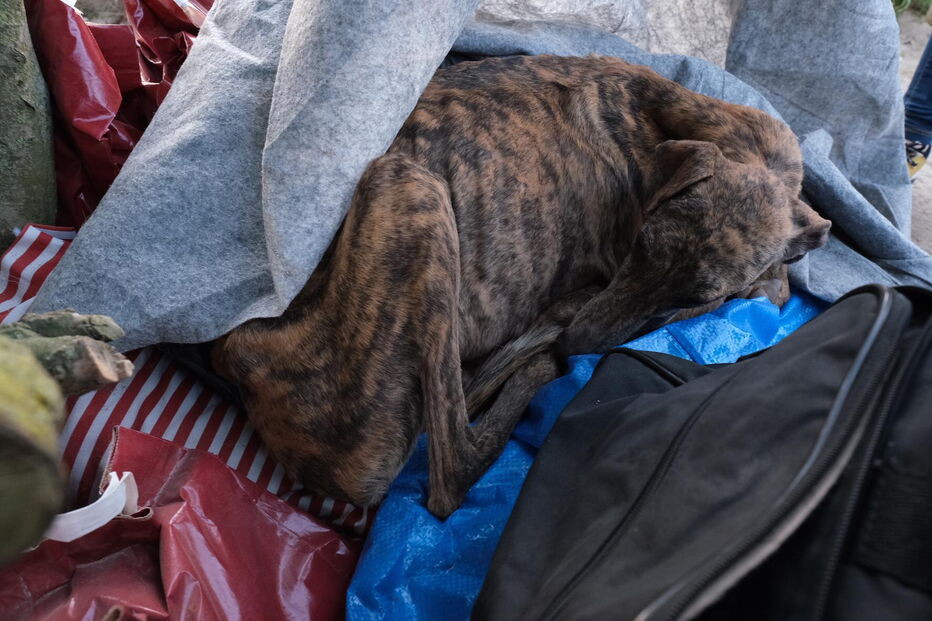 Reveladas fotos dos cães subnutridos do toureiro João Moura.