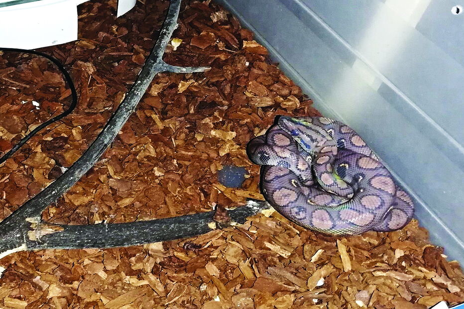 GNR apreende serpentes mantidas em cativeiro em Viseu