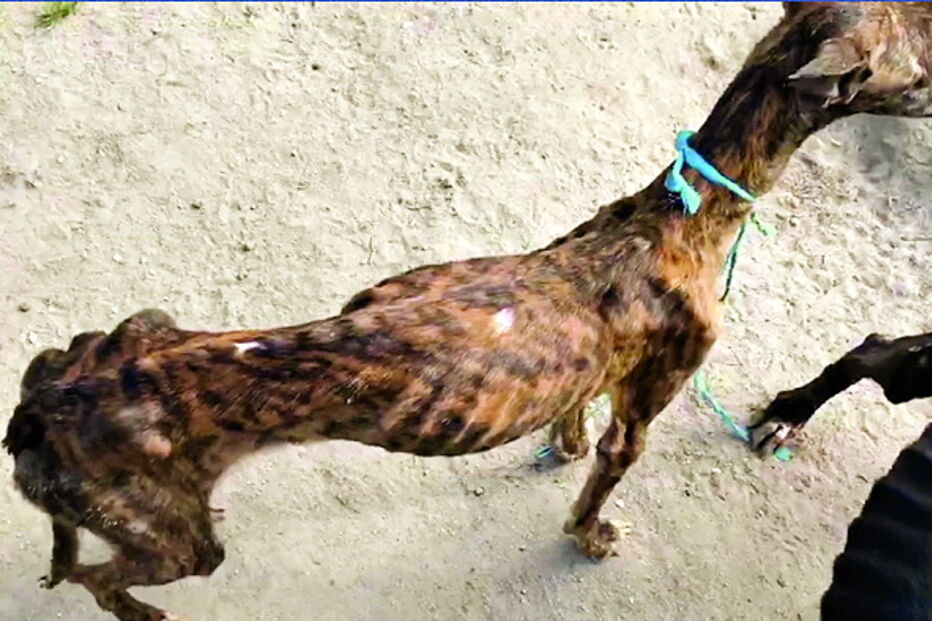 Reveladas fotos dos cães subnutridos do toureiro João Moura