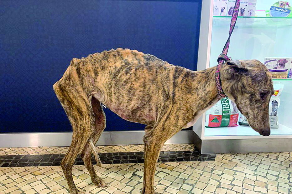 Galgos de toureiro João Moura