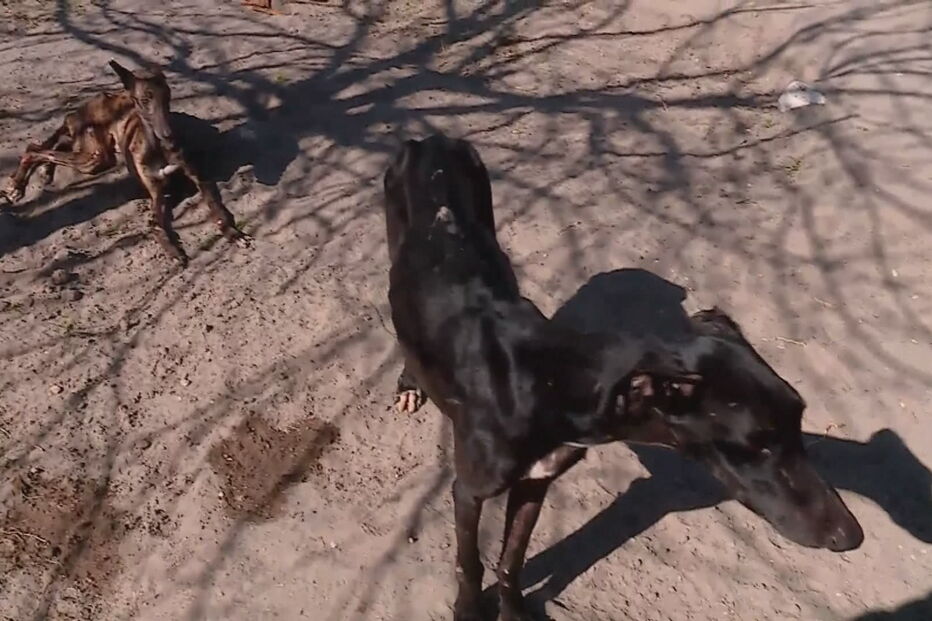 Responsável pelos galgos de João Moura revela estado de saúde dos animais