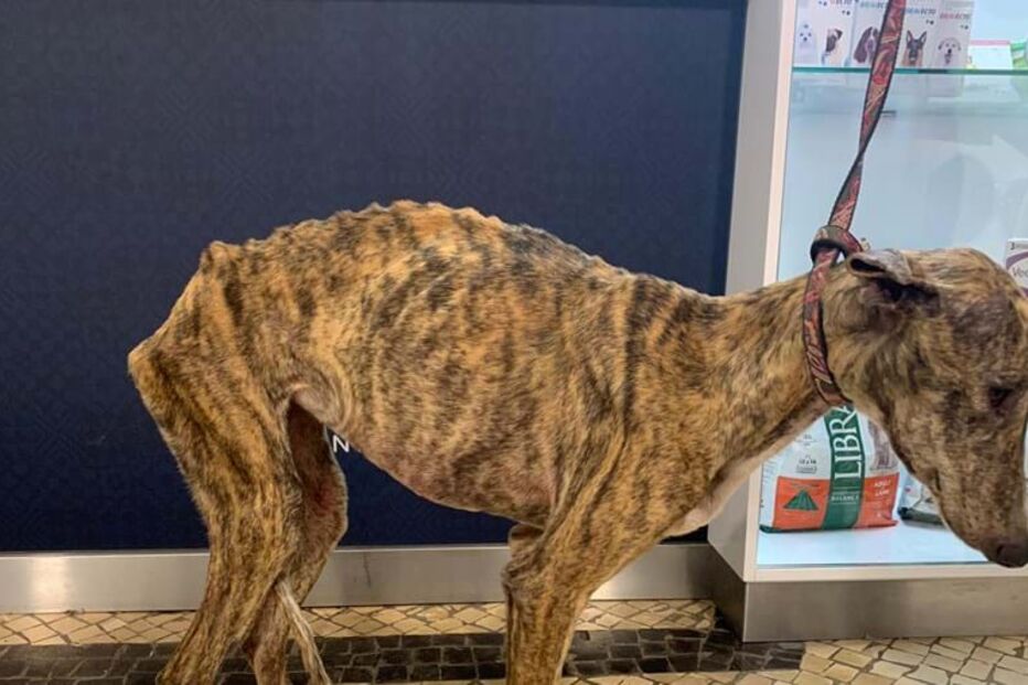 Cães de João Moura foram fotografados debilitados após maus tratos