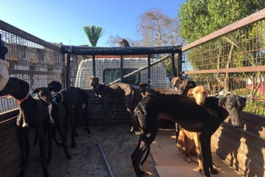 Cães de João Moura foram fotografados debilitados após maus tratos