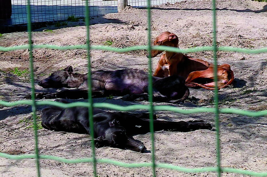 Cães apreendidos ao cavaleiros tauromáquico João Moura foram divididos por várias associações do País