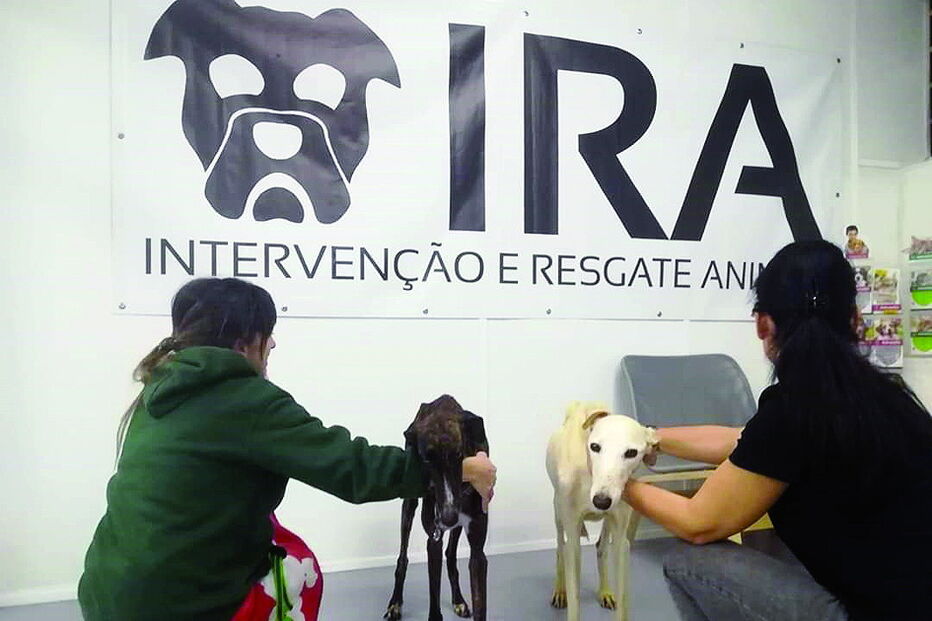 IRA levou duas cadelas ao SPA 