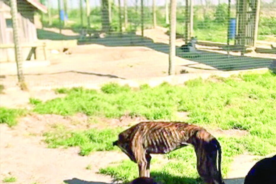 Cantinho da Milu dá abrigo a nove animais resgatados  