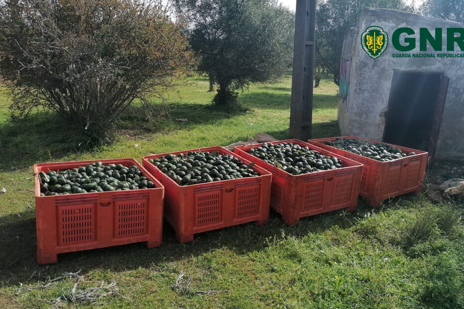 2020-02-29_10_43_32 GNR Faro - Apreensão.jpg