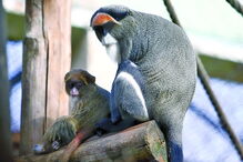 Bicharada de encher o olho no jardim zoológico
