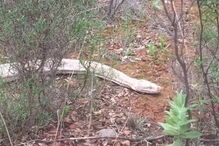 Cobra pitão albina de quatro metros capturada no Algarve