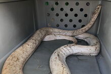 Populares encontram cobra pitão albina de quatro metros em Loulé