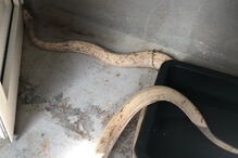 Populares encontram cobra pitão albina de quatro metros em Loulé