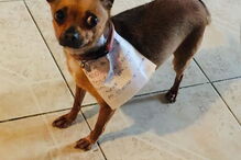 Homem em isolamento manda cadela às compras com lista e dinheiro na coleira