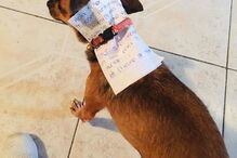 Homem em isolamento manda cadela às compras com lista e dinheiro na coleira