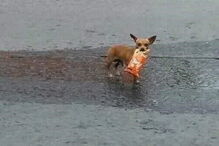 Homem em isolamento manda cadela às compras com lista e dinheiro na coleira