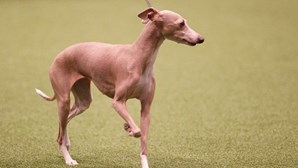 Proibição das corridas de cães galgos será debatida em especialidade no parlamento