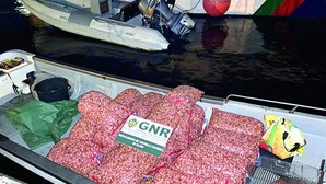 GNR apreende 600 quilos de berbigão no valor de 1500 euros