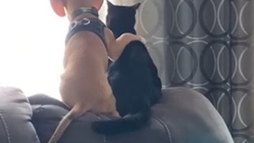 Beagle de 5 meses abraça gato enquanto observam os pássaros