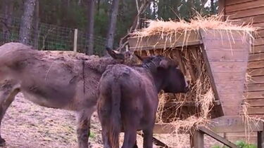 Conheça a Quintinha de Monserrate